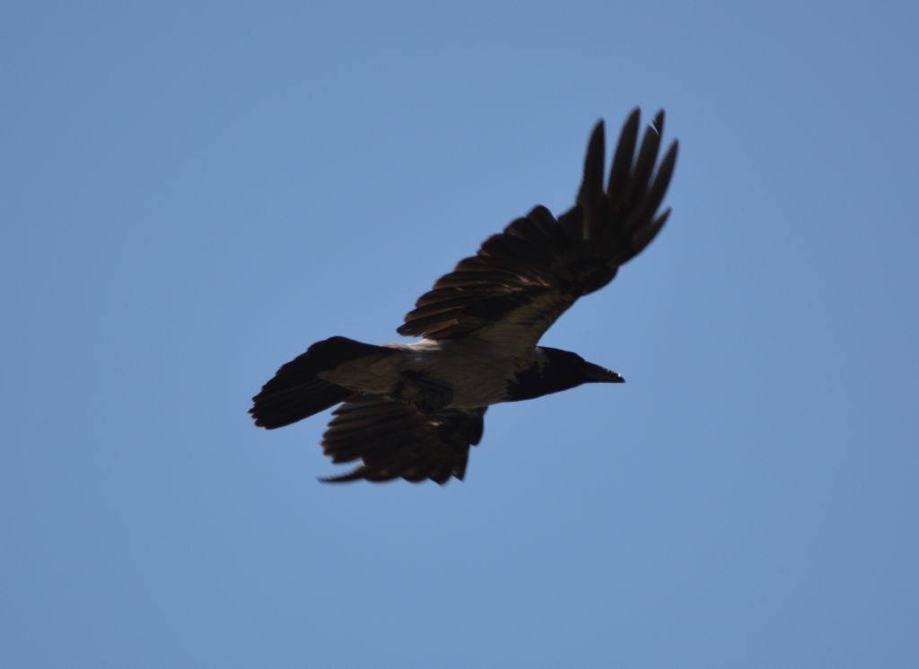 Ad ali spiegate, il sogno di Icaro.